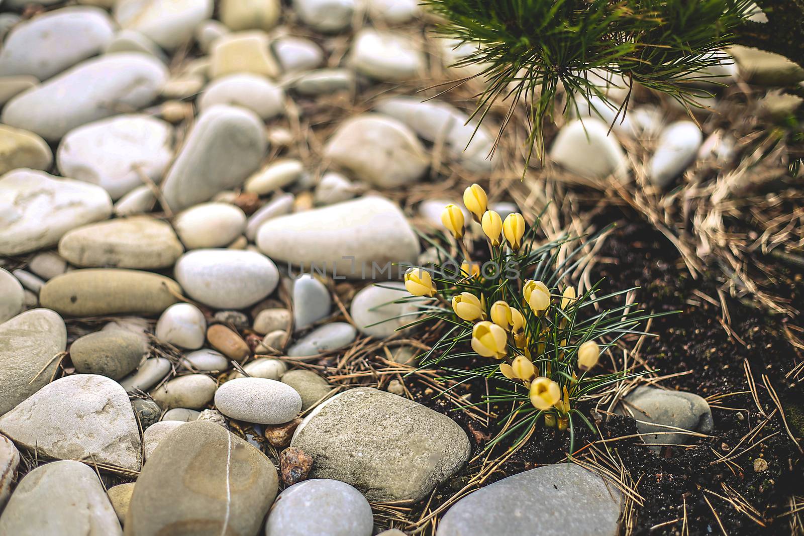 Yellow Crocus flower blooms in early spring near a private house