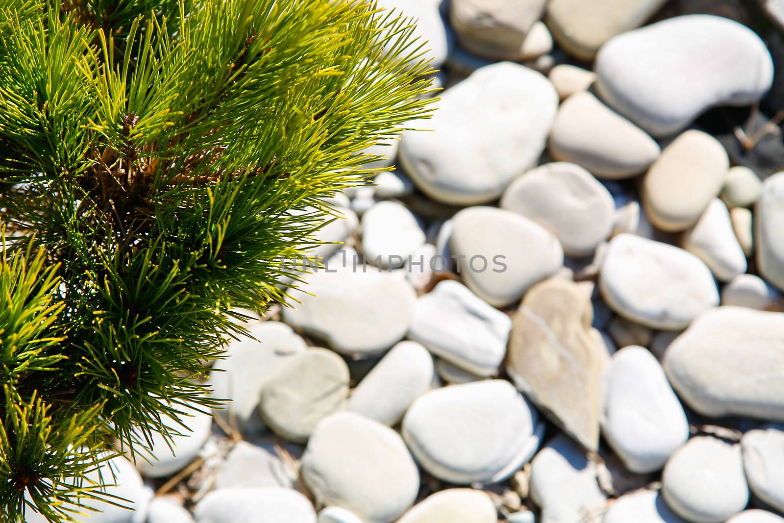 Evergreen coniferous tree on a blurred background of pebbles.Texture.Background.