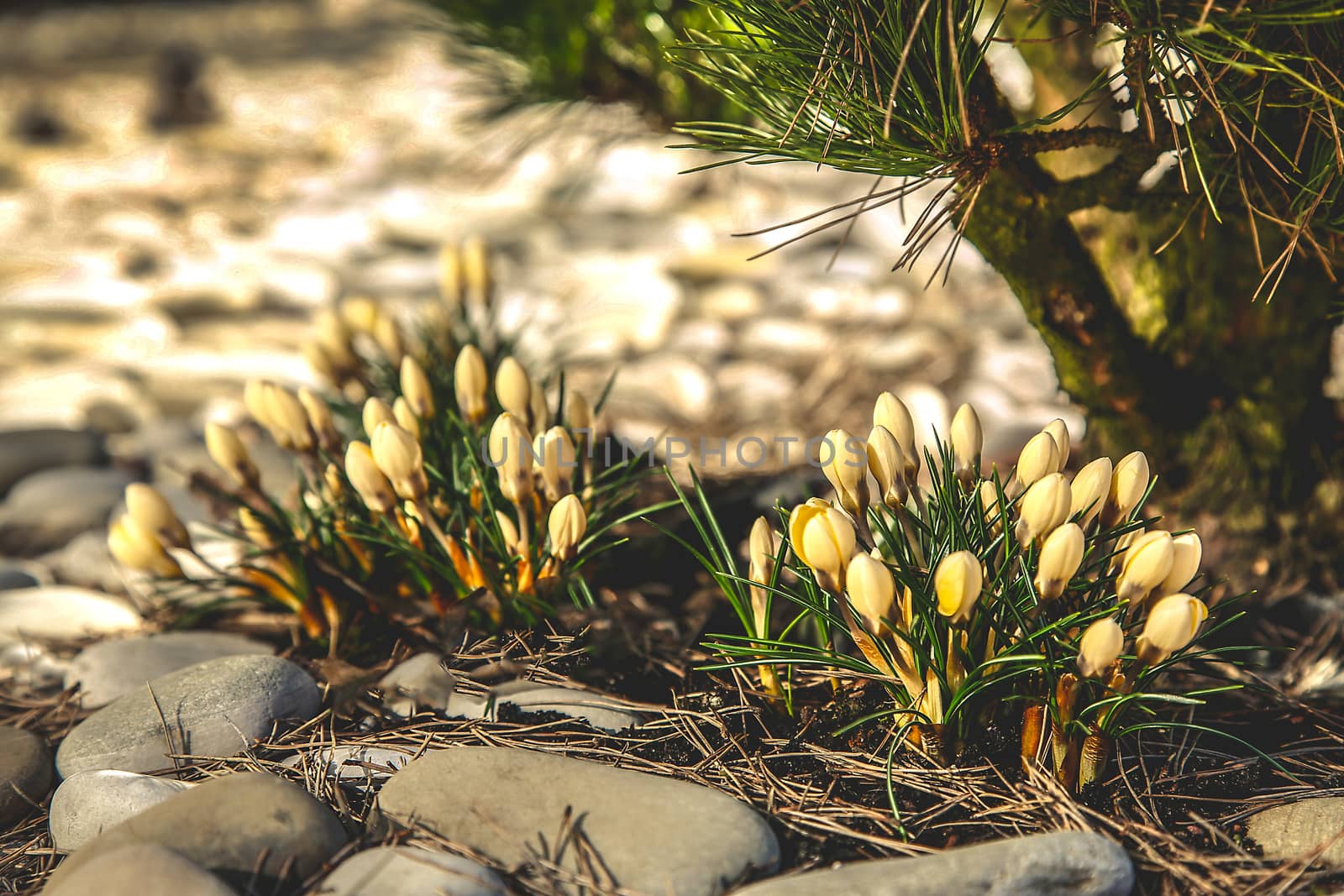 Yellow Crocus blossoms beautifully near a private house and coniferous shrubs and sea pebbles