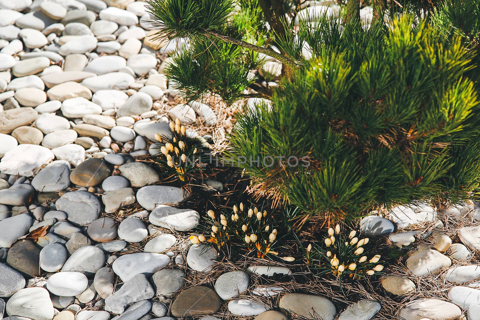 Yellow snowdrop blooms beautifully near a private house and coniferous shrubs and sea pebbles