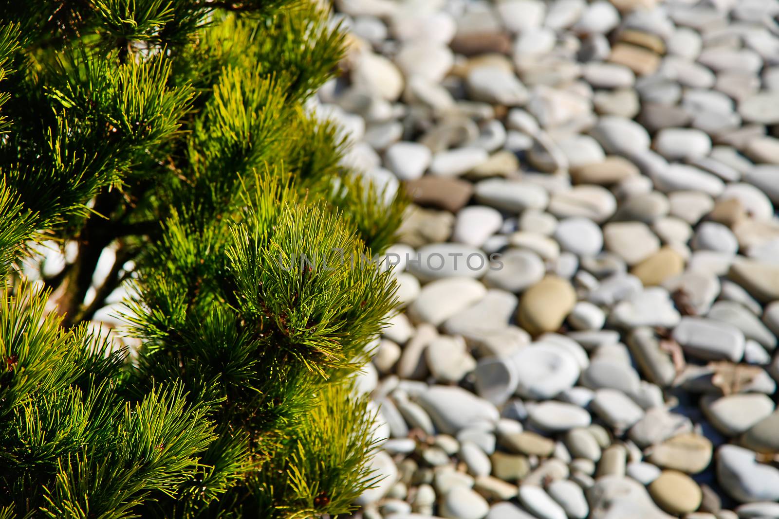 Evergreen coniferous shrub on a blurred background of marine large pebbles.Texture.Background.