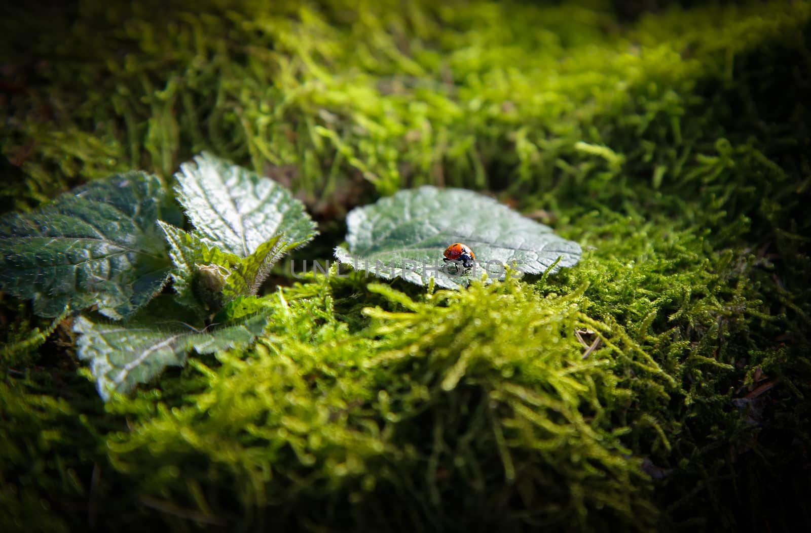 Insect ladybug sitting on a leaf on a stump covered with green moss.Texture.Background.
