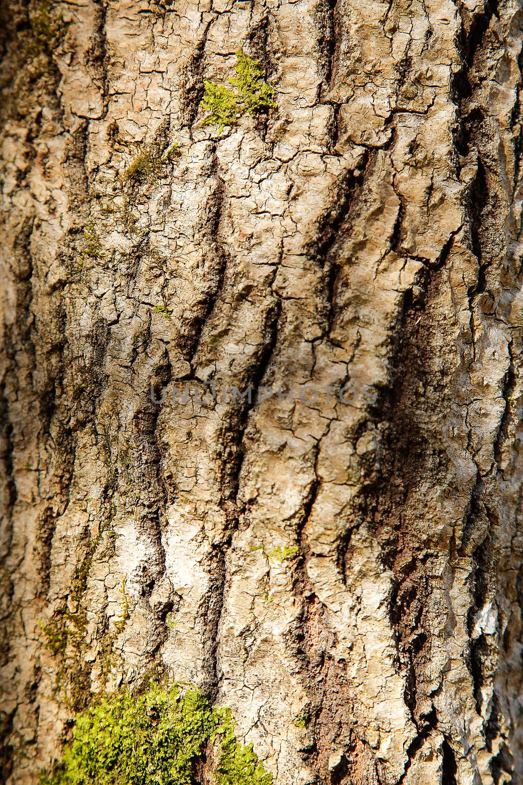 The forest tree is covered with green moss with a textured surface