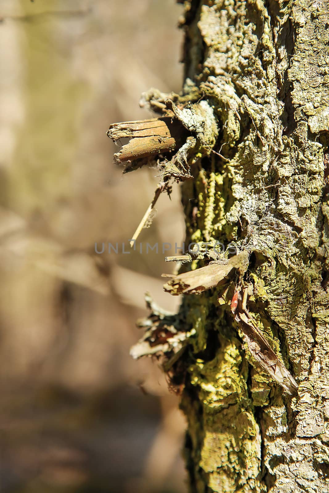 The trunk of the forest tree is covered with solid bitches.Texture.Background.