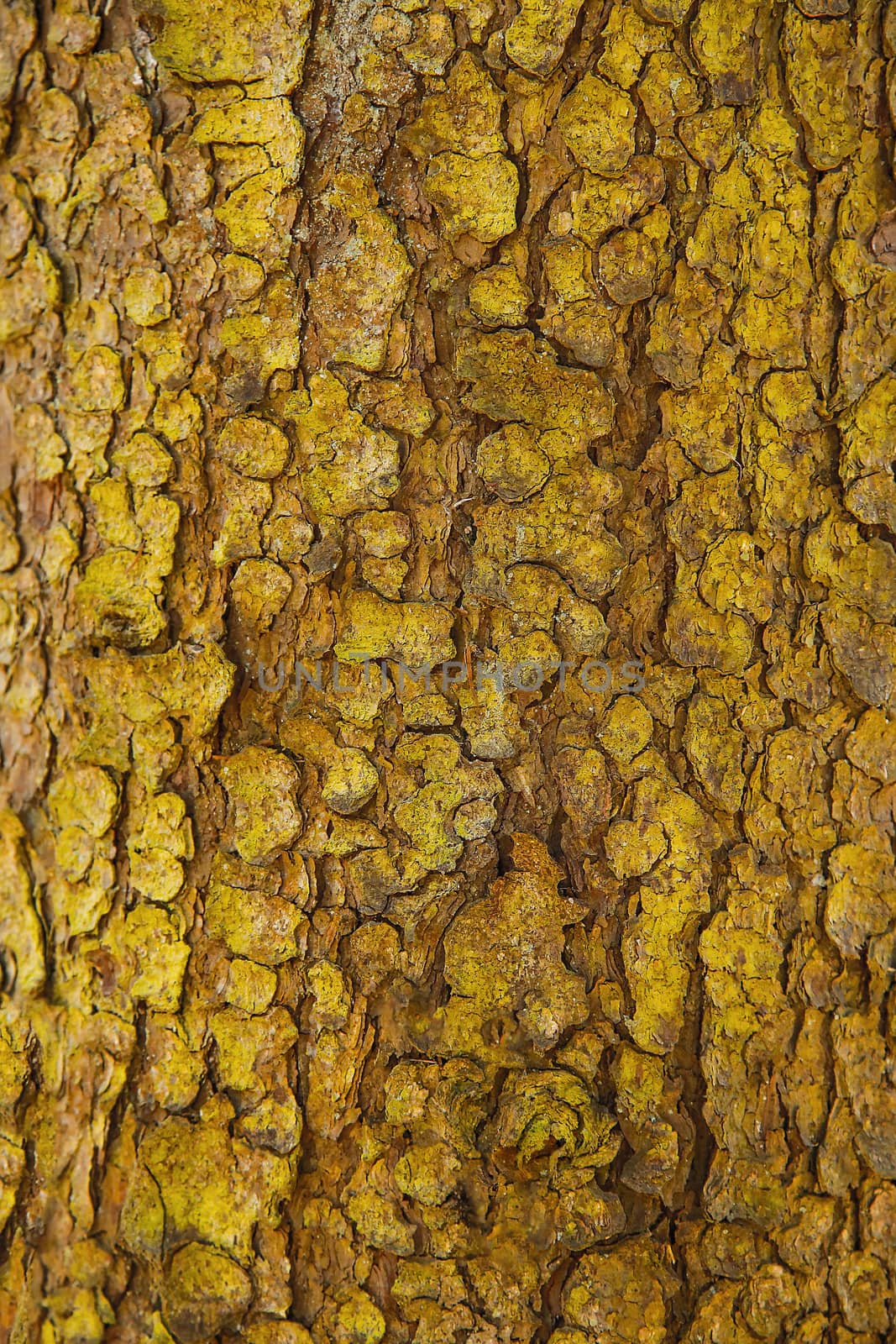 Bark of a forest tree with a textured surface .Texture.Background.