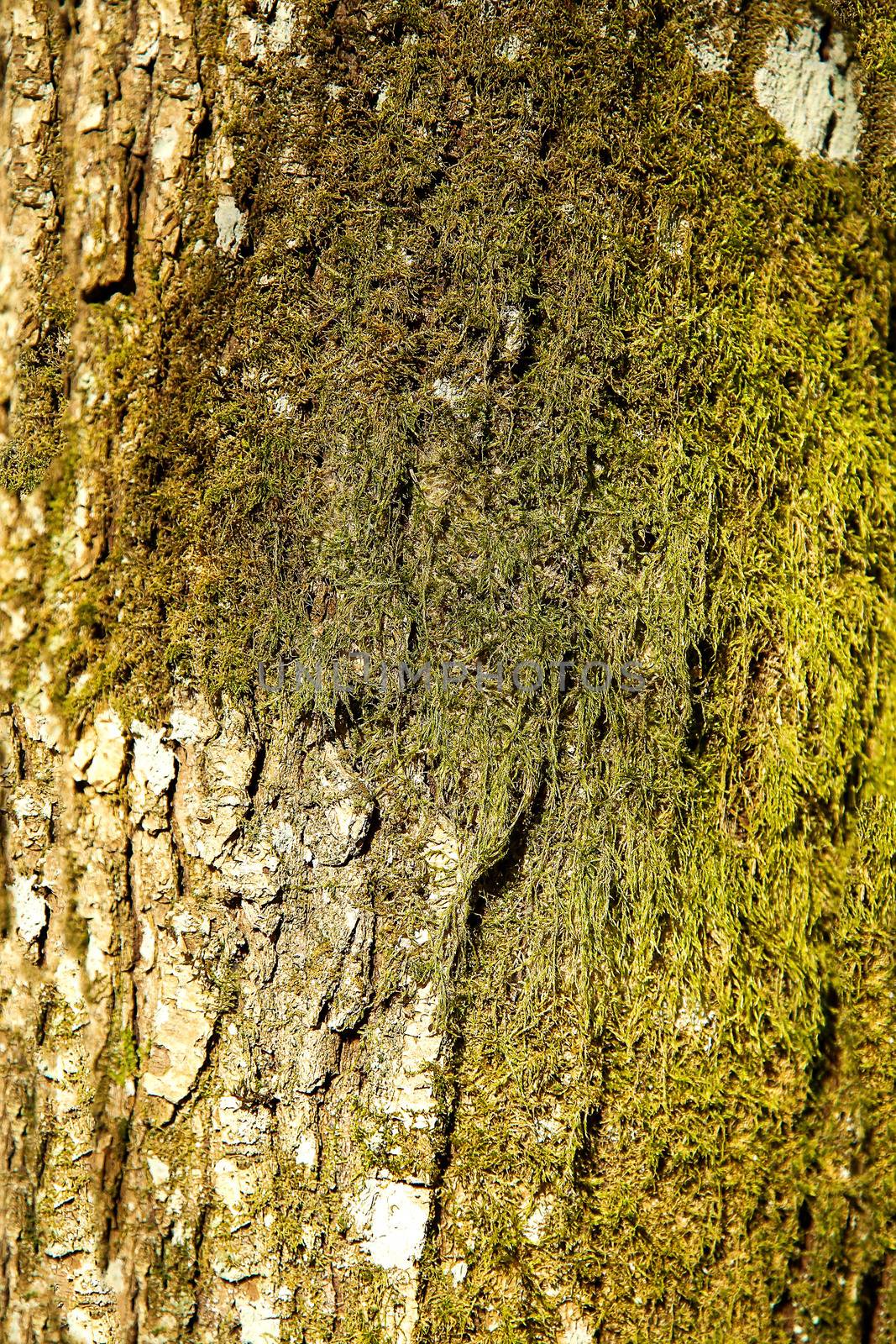 The bark of the forest tree is covered with green moss .Texture.Background.