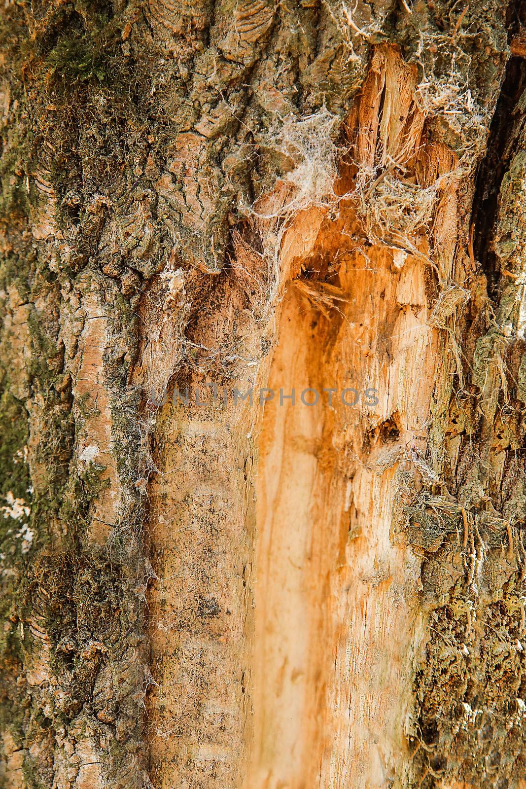 The damaged trunk of a forest tree is covered with a white spider web.Texture.Background.