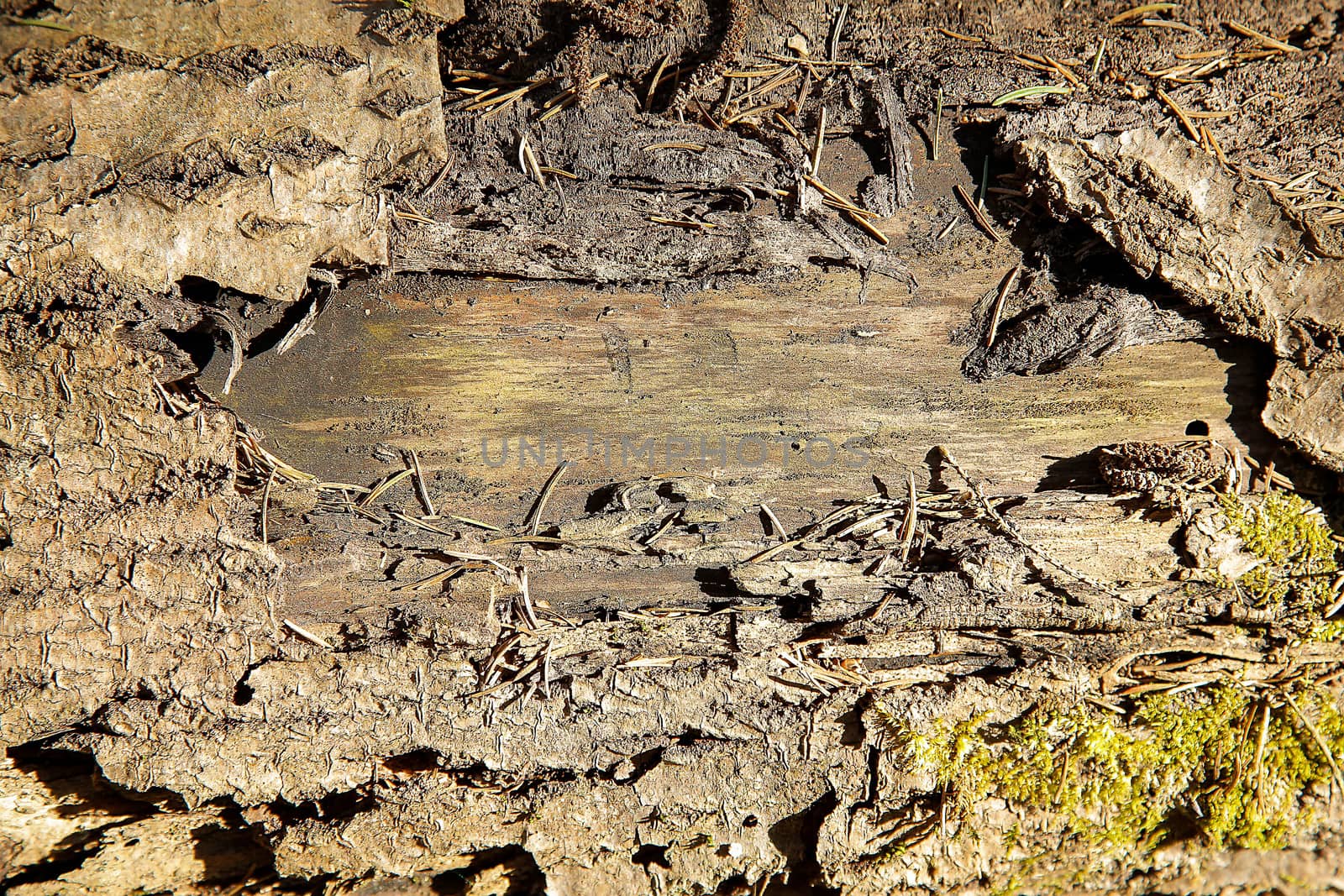 The texture of an old forest tree with a damaged ragged trunk