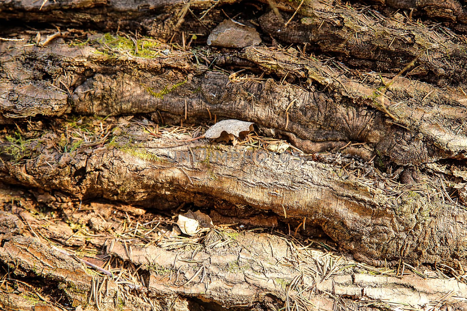 The trunk of an old fallen forest tree with a rough textured shape close-up
