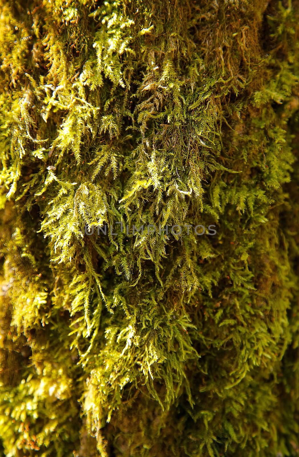 The trunk of the forest tree is covered with green moss with textured .Background.