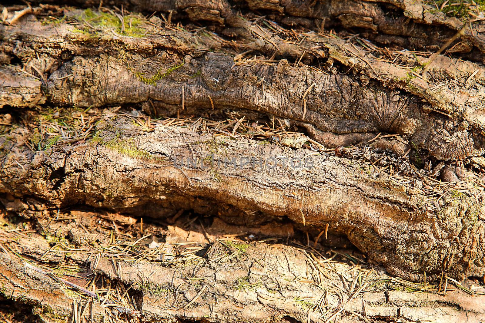 Old fallen tree with rough textured poverhnostyu .Background.