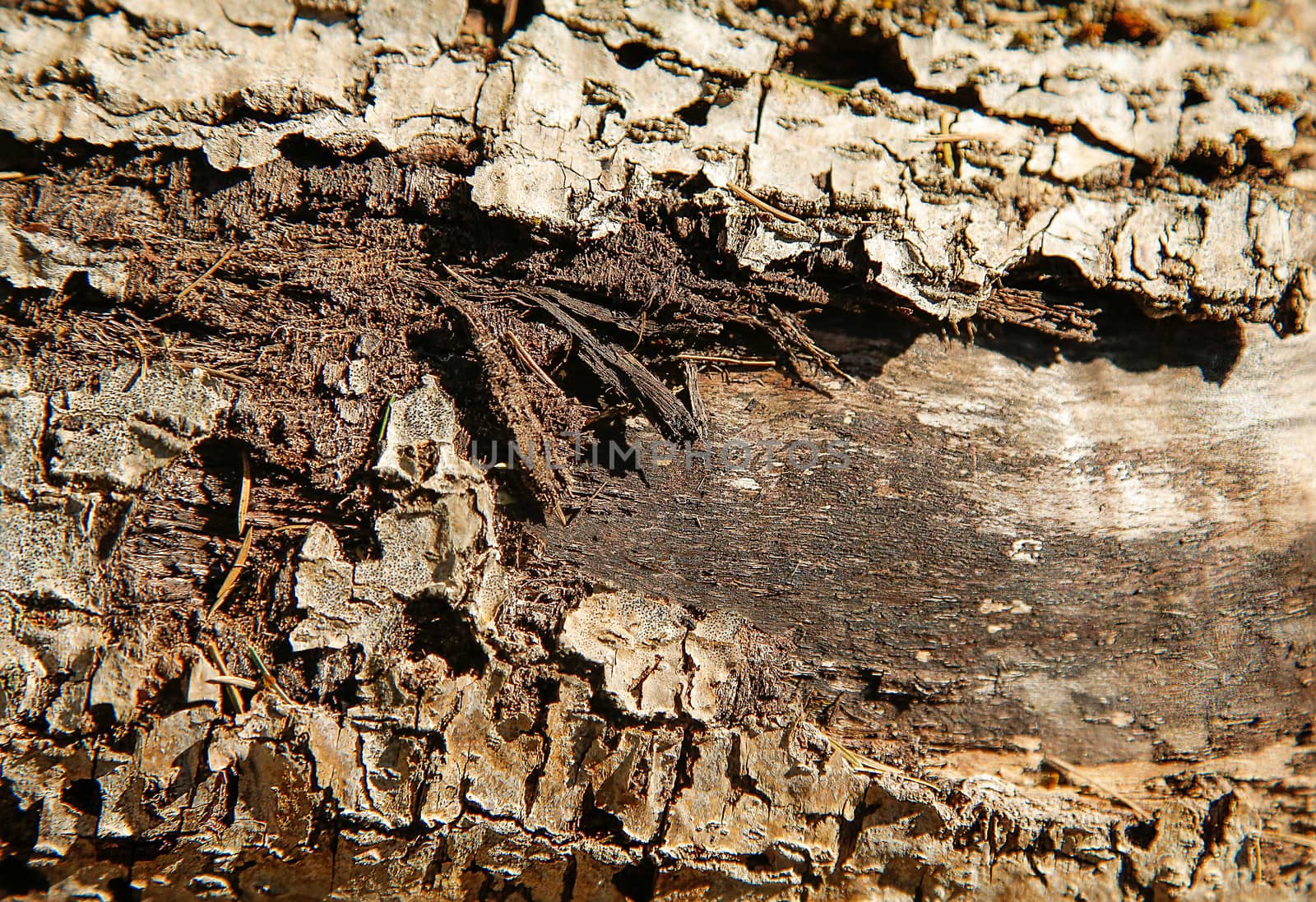 Rotted forest tree with a ragged bark of brown color .Texture.Background.