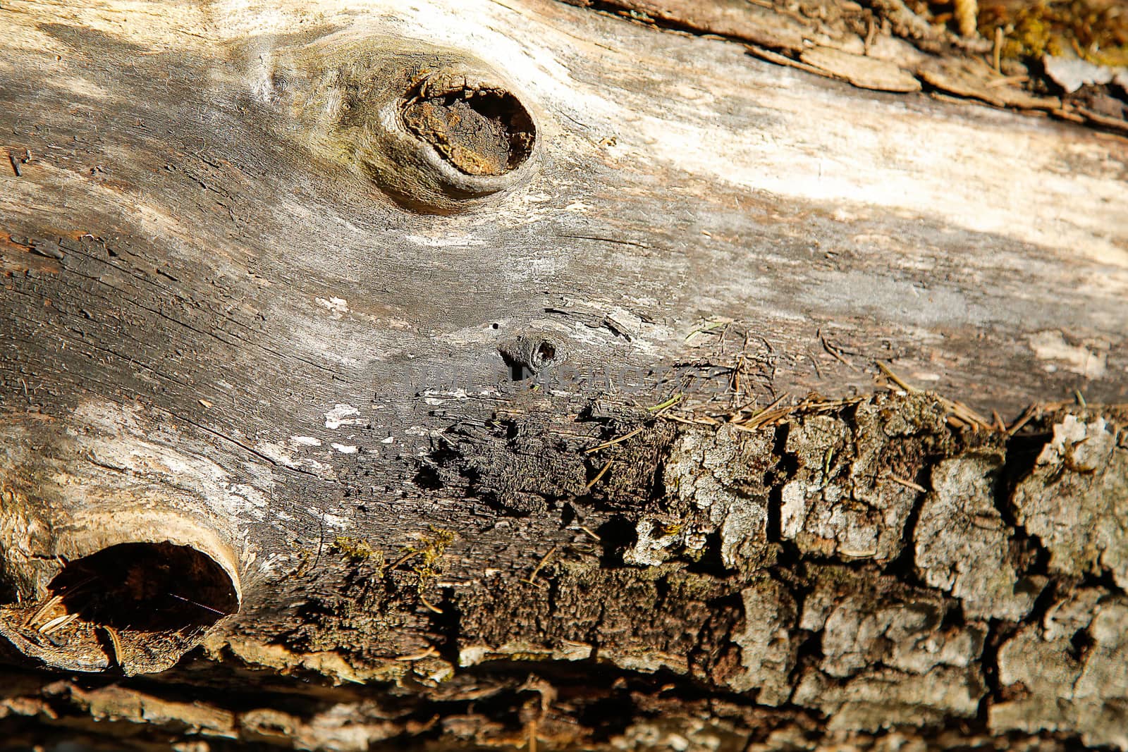 Old fallen rotten wood with holes in the surface .Texture.Background.