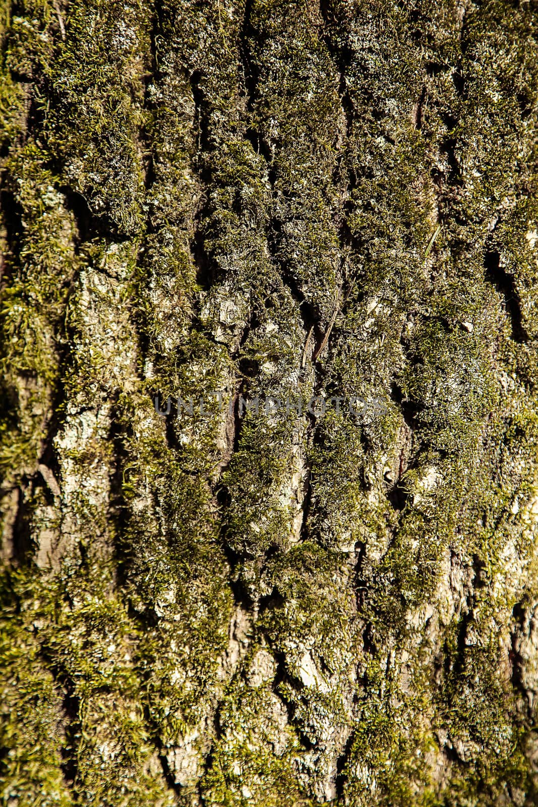 The bark of the forest tree is covered with green moss with a textured surface .Texture.Background.