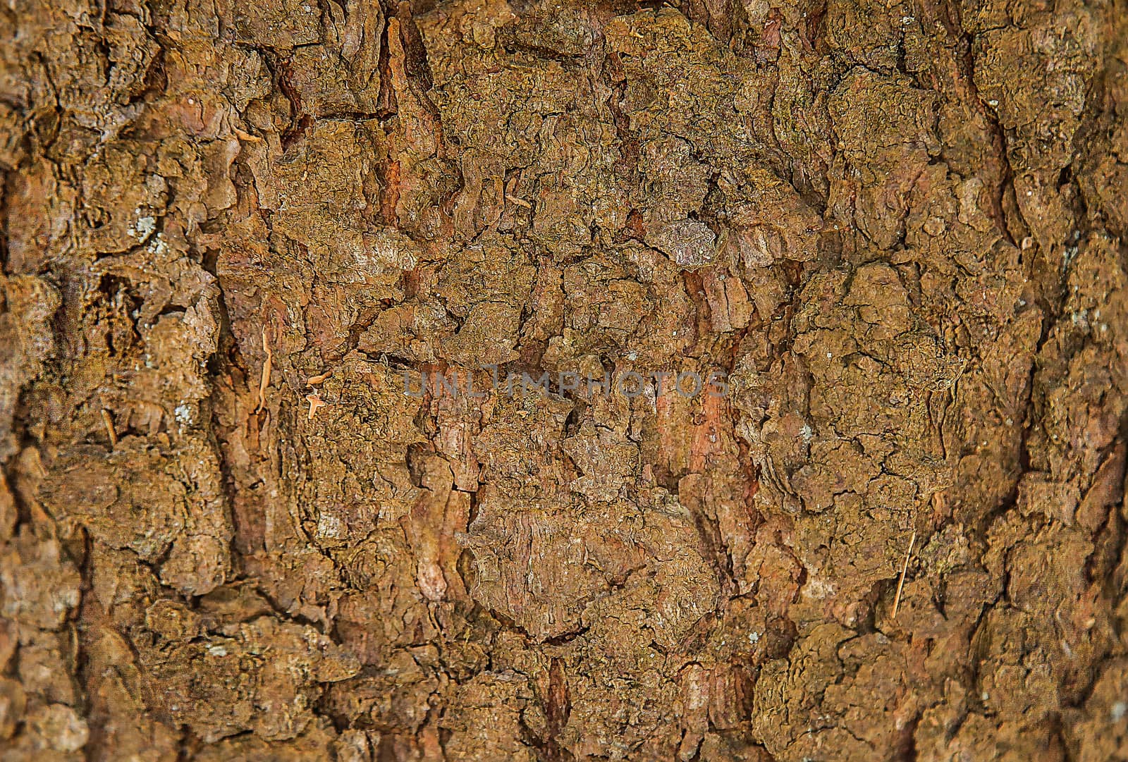 Wood bark of a forest tree with a natural brown pattern.Background.