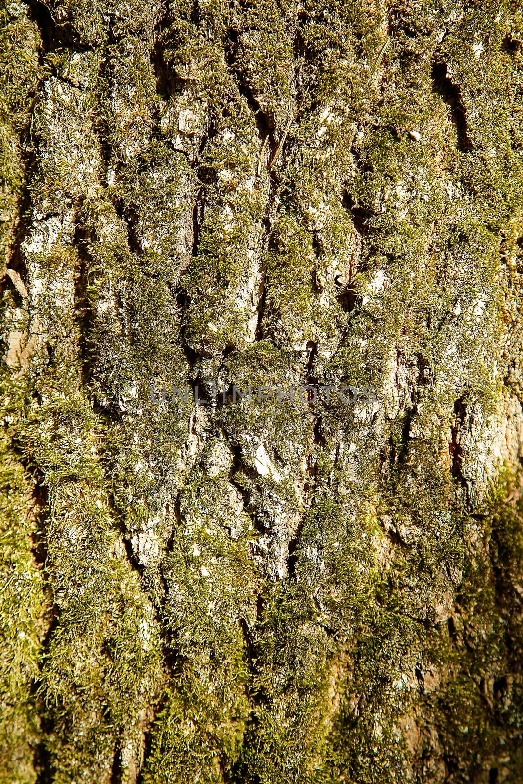 The forest tree is covered with green moss with a textured surface .Texture.Background.