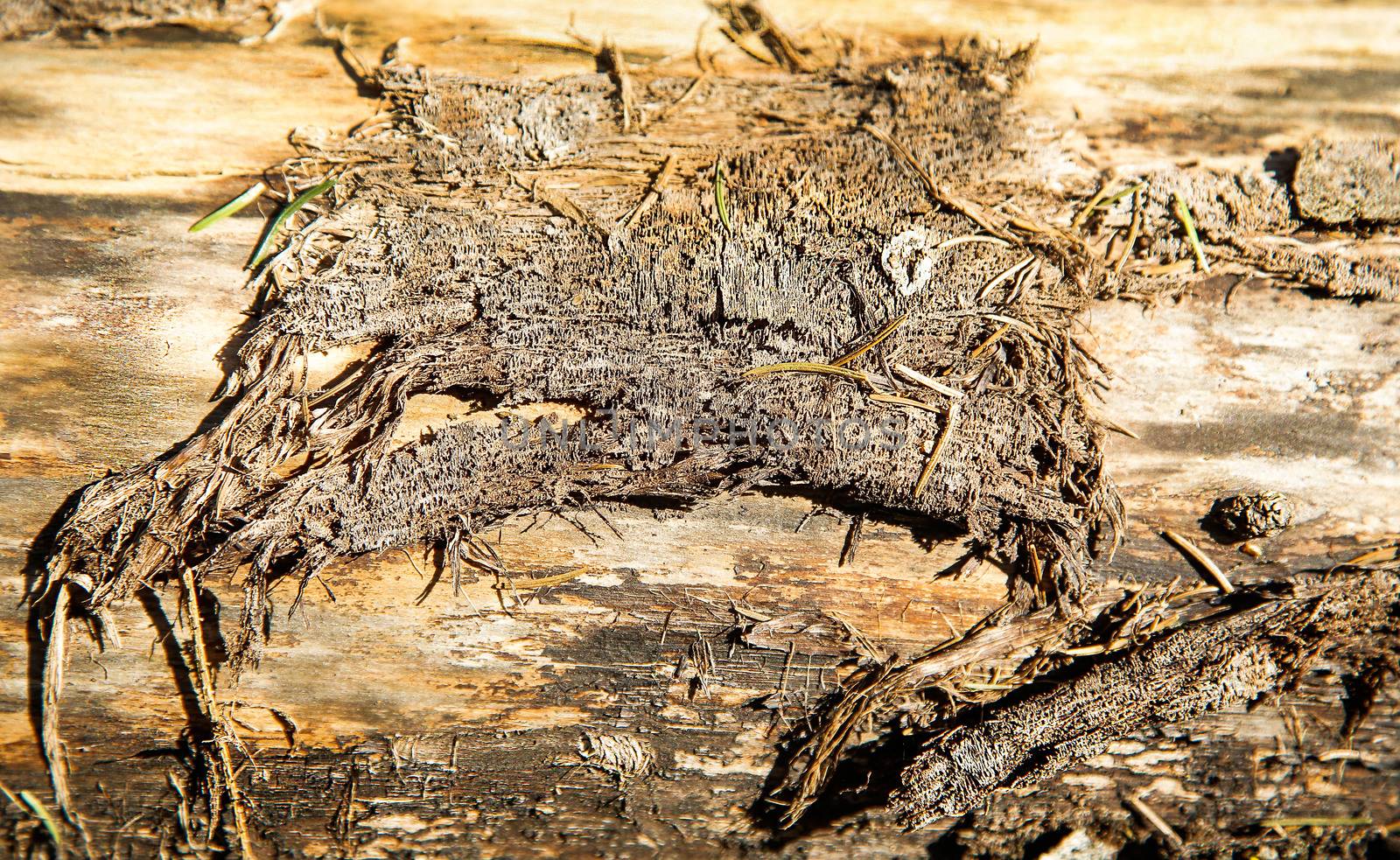 Old fallen tree with rough textured poverhnostyu .Texture.Background.