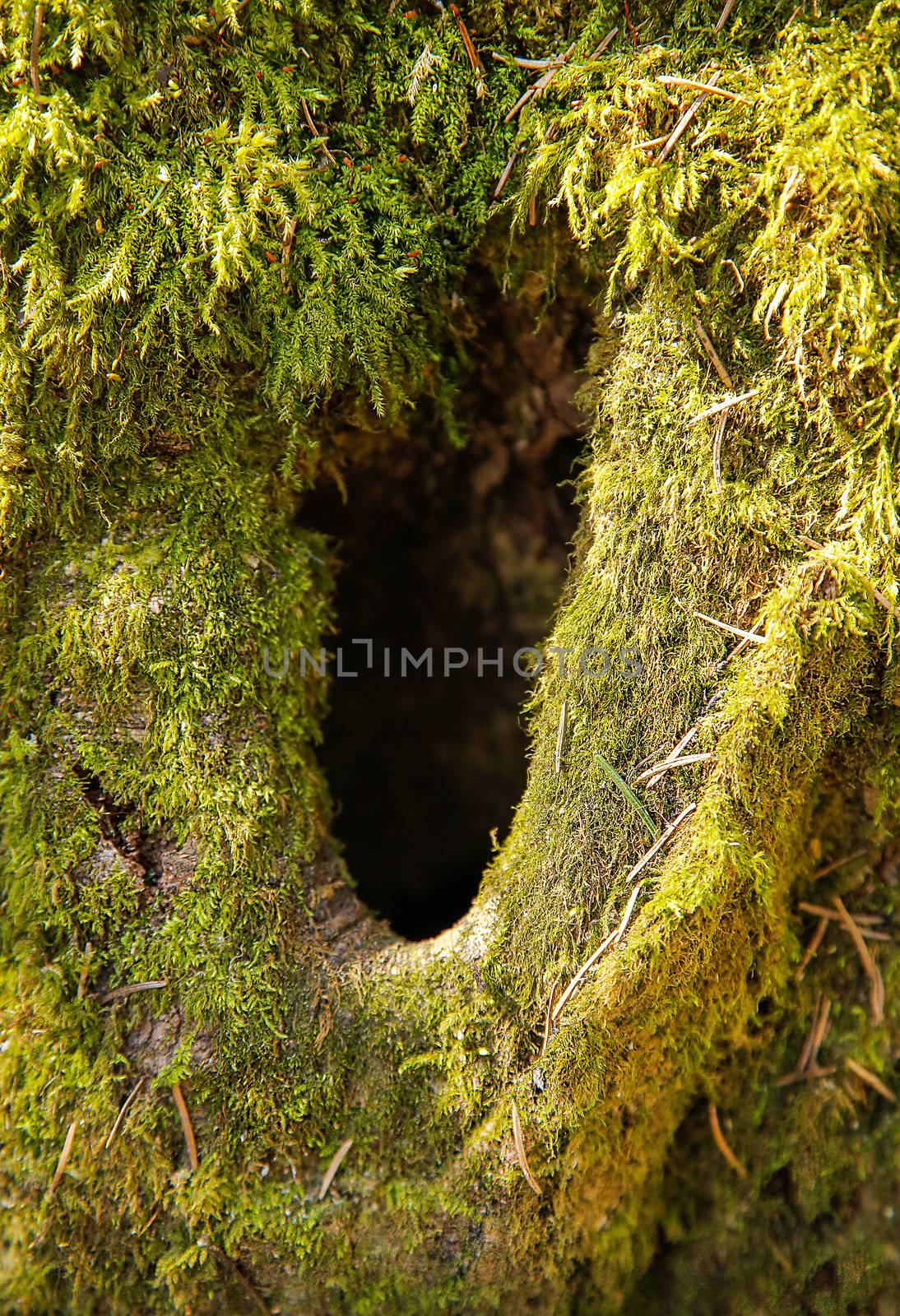 The trunk of the forest tree is covered with green moss with a hole inside.Texture.Background.