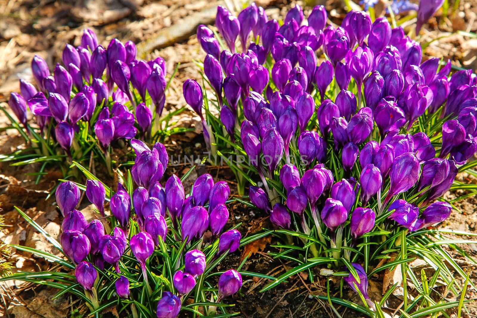 The first flowers of purple Crocus blossomed in early spring