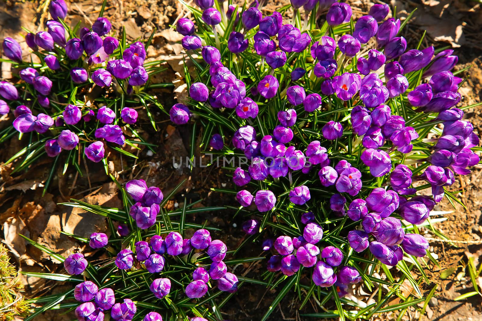 Bloomed in early spring, the first flowers of purple Crocus in the garden