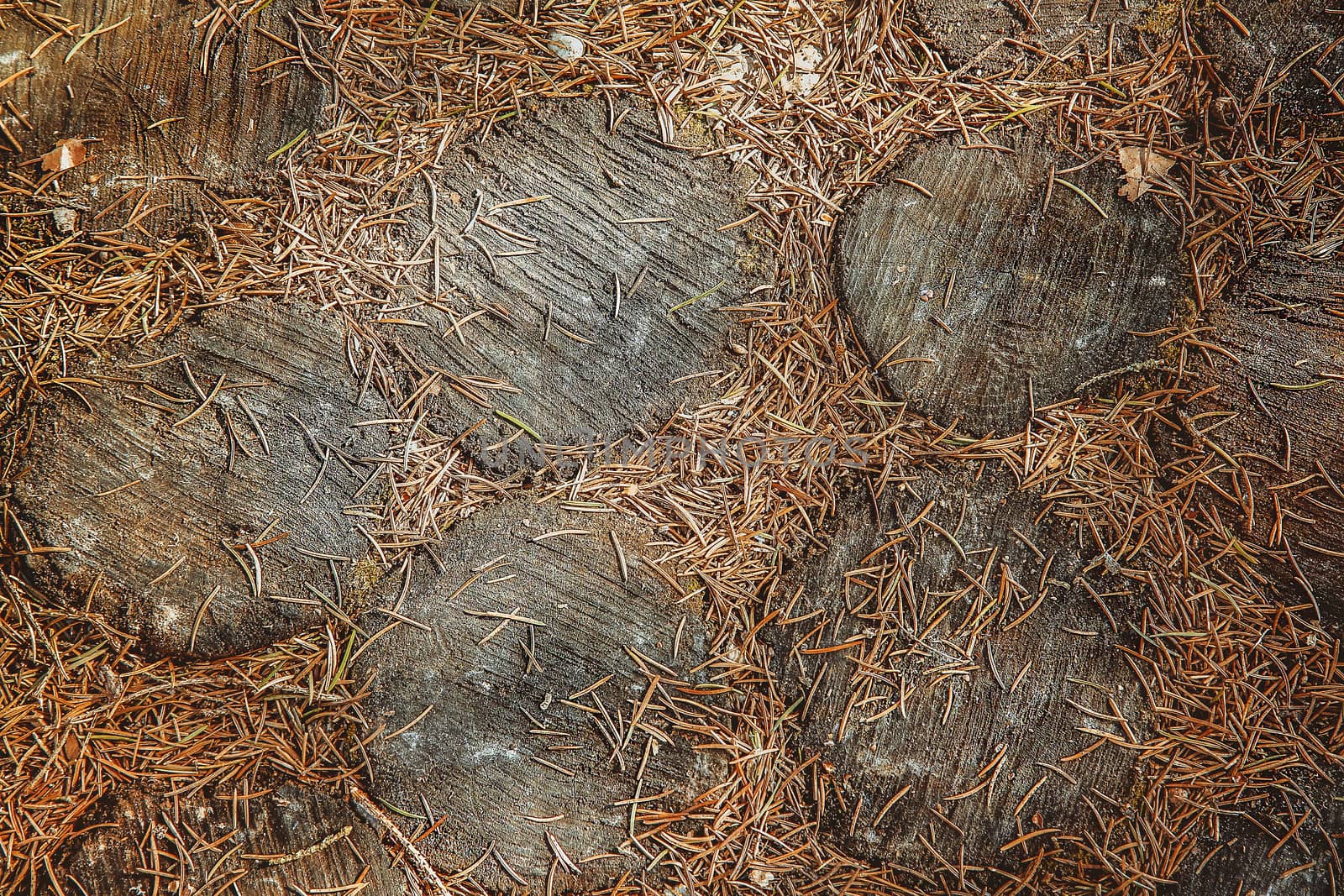 Forest path lined with round cut pieces of oak brown natural colors.Background.