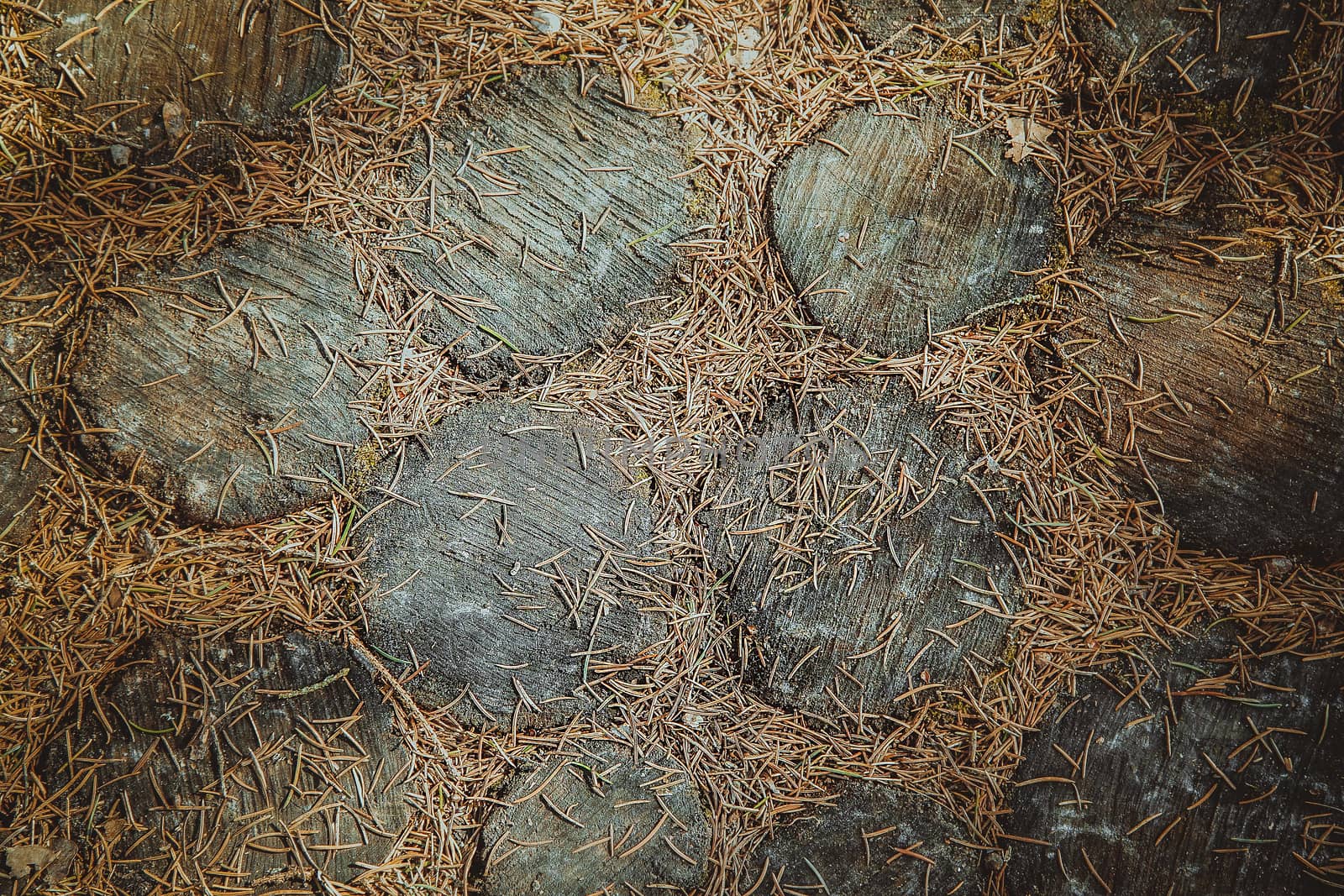 Forest path lined with round cut pieces of oak