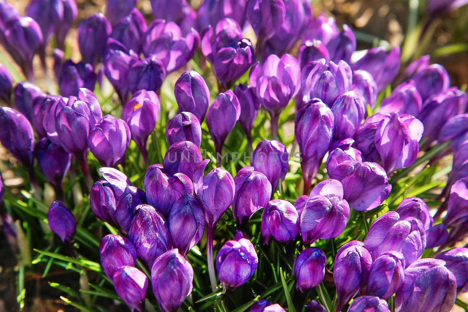 The first flowers of purple Crocus blossomed in early spring