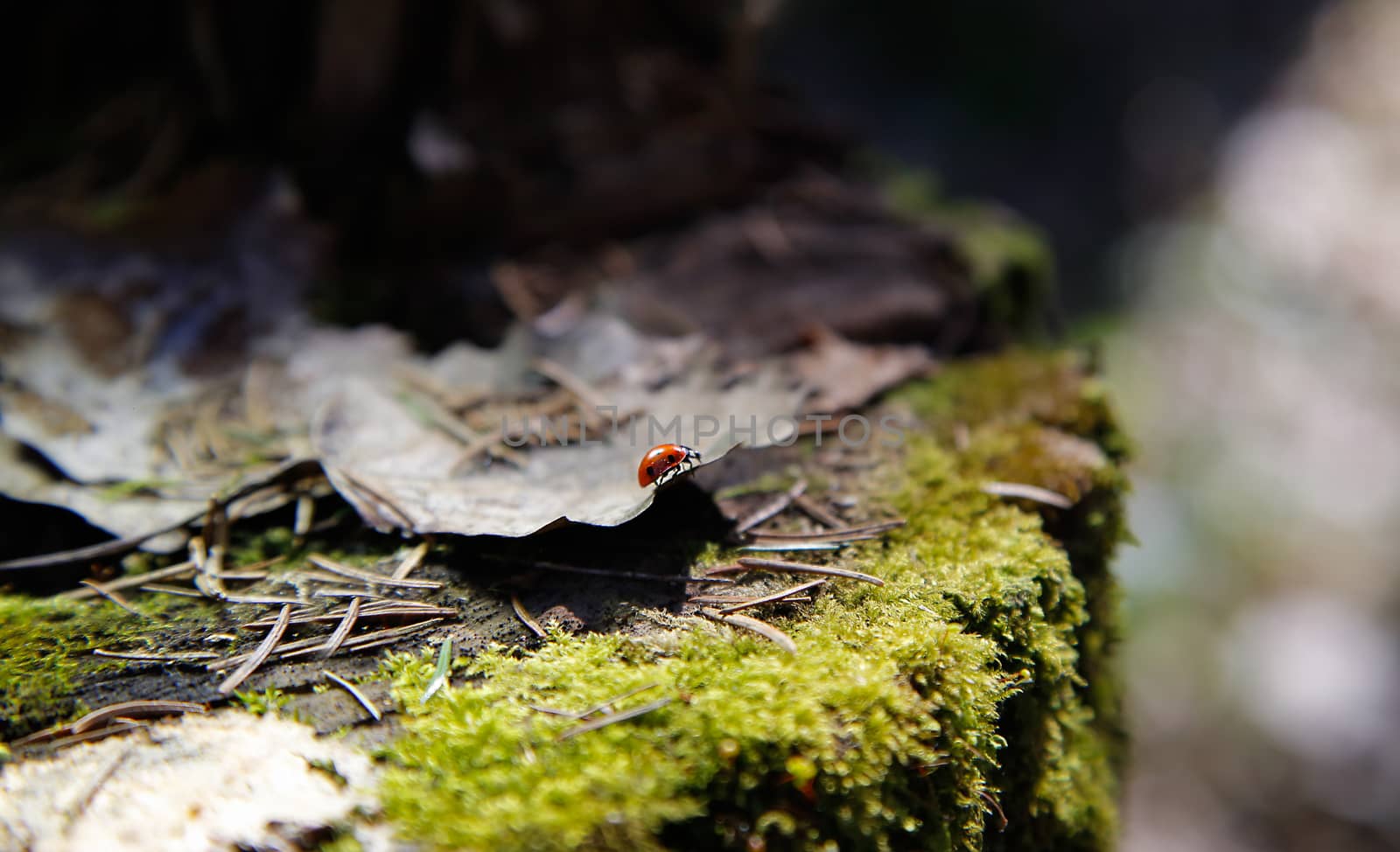 Insect ladybug in the forest sitting on a leaf on a stump covered with green moss.Background. by Mastak80