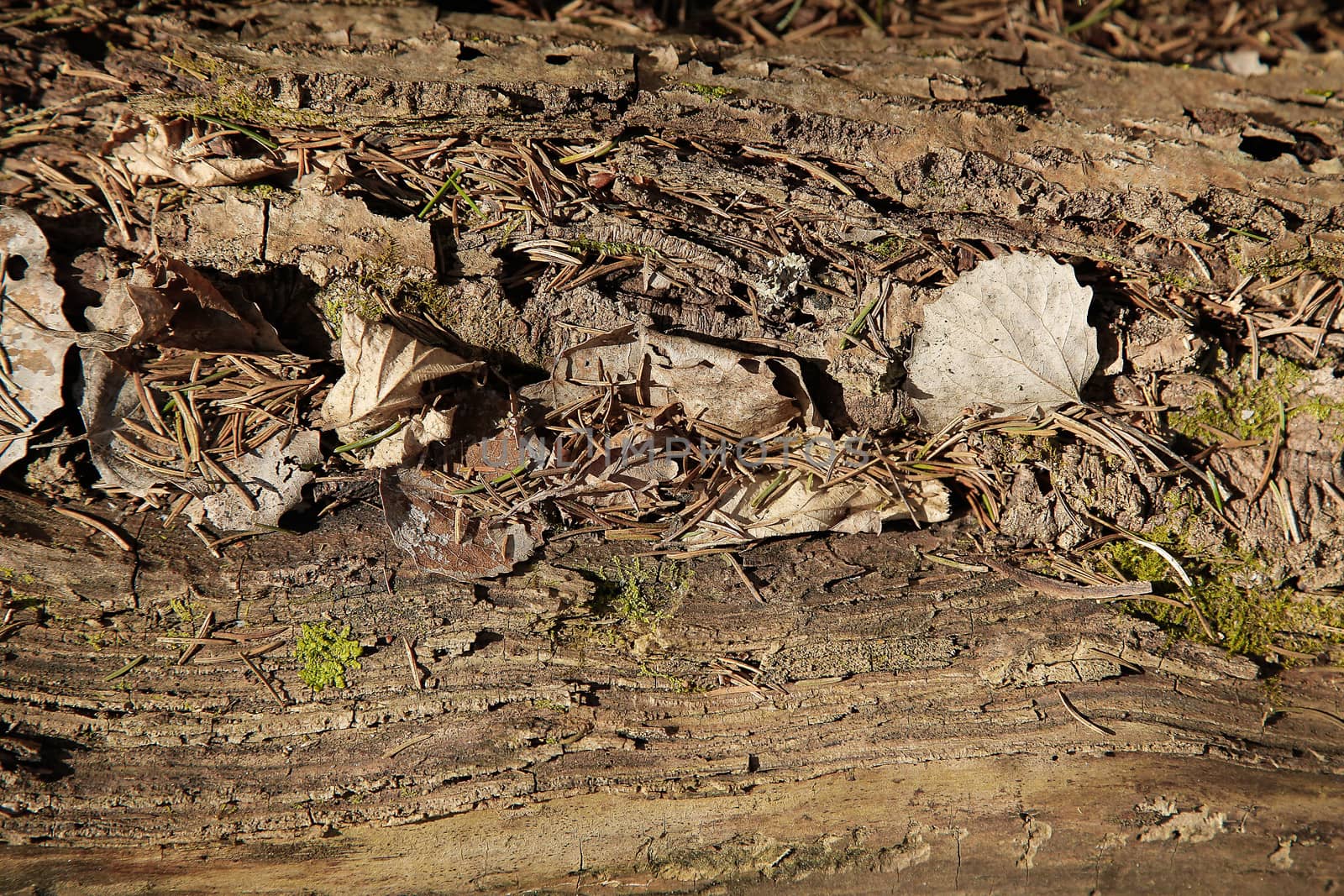 The old tree is covered with old foliage.Texture. Background.