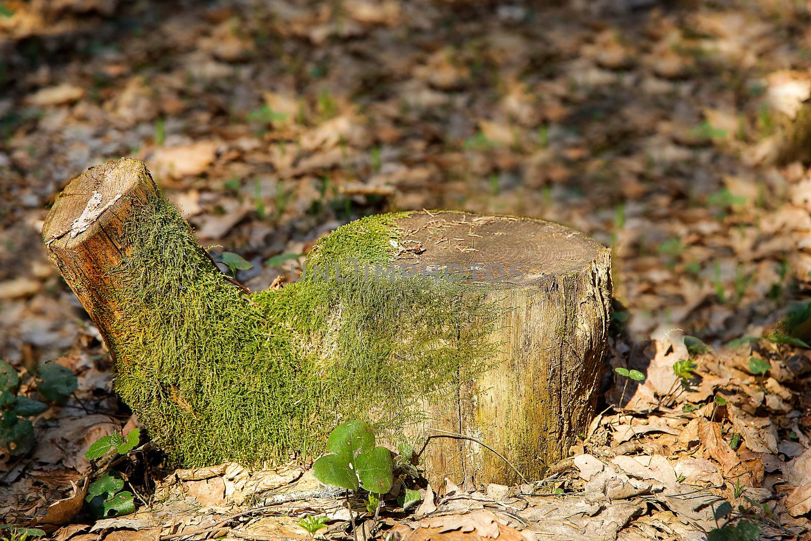 Stump standing alone in the forest in the form of a kettle with green moss.Background.Texture.