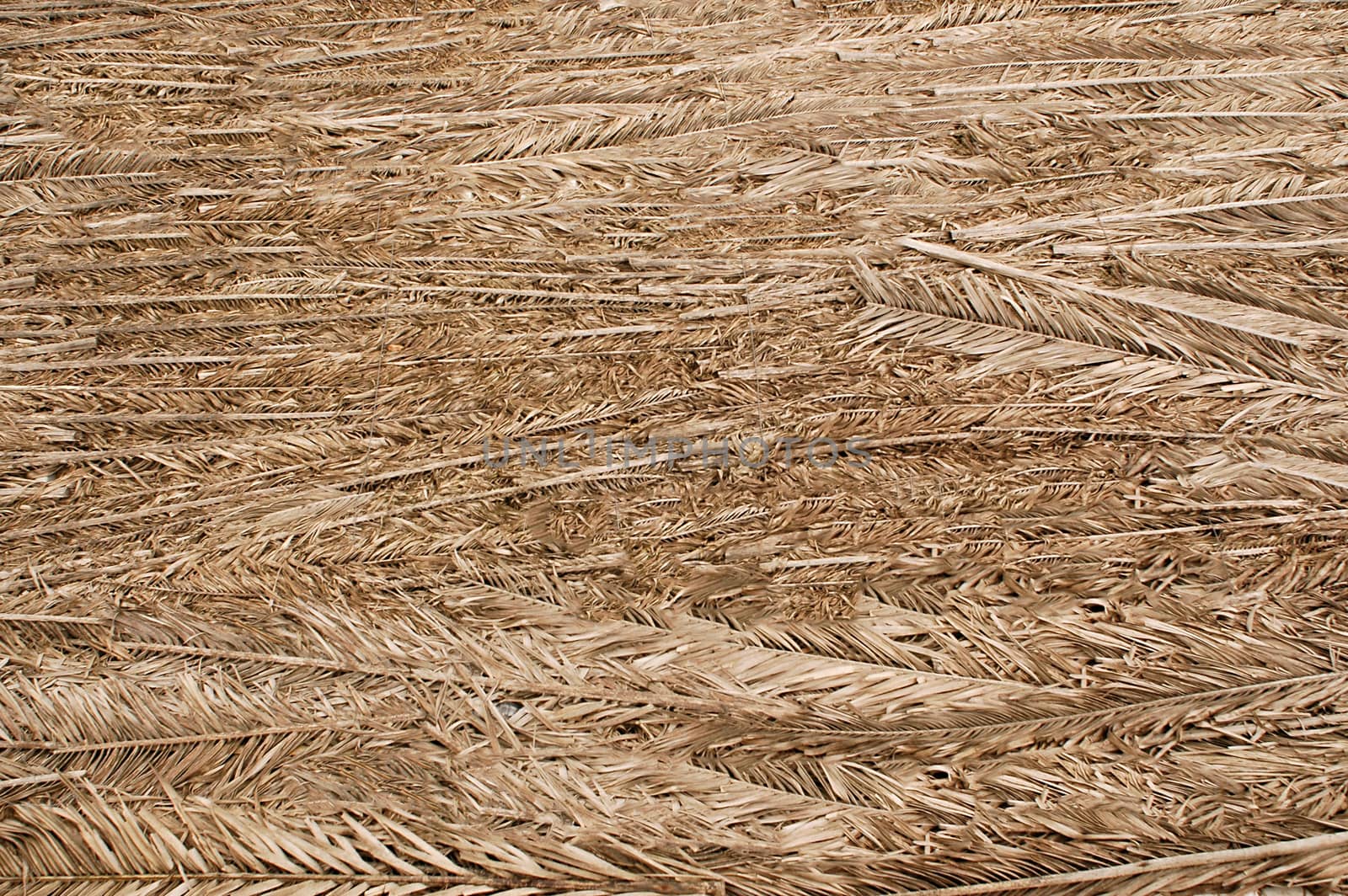 Dried palm branches of coffee color spread out with each other .Texture or background.