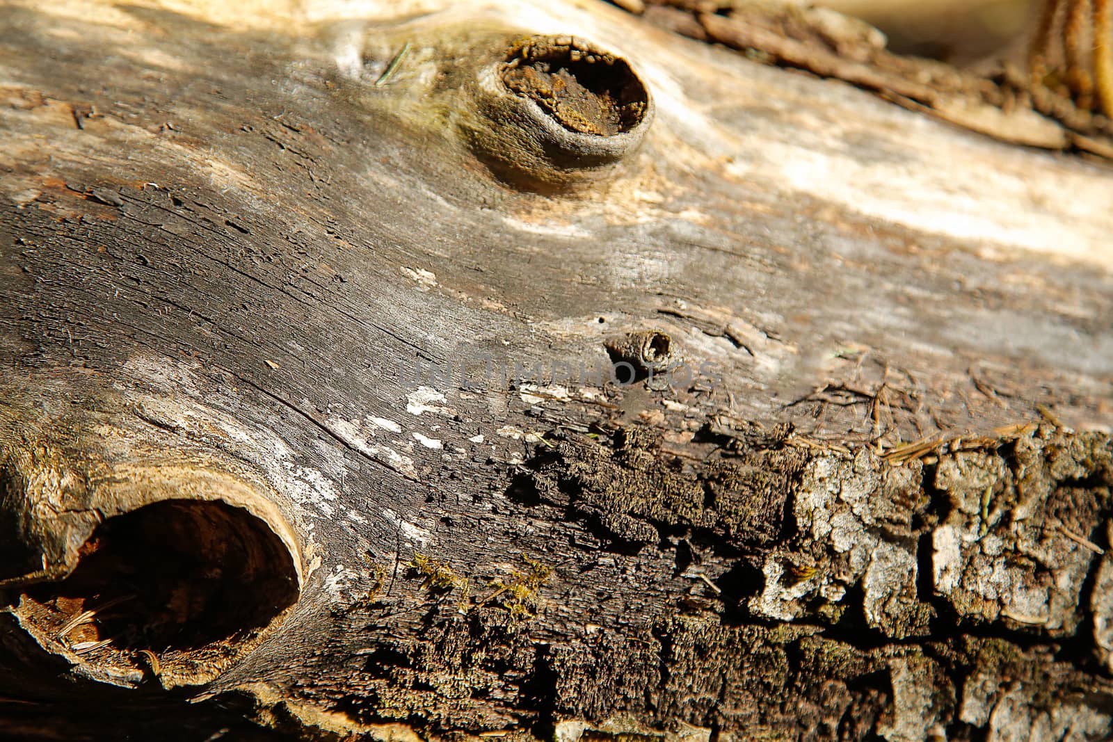 Old fallen rotting tree c torn textured .Texture.Background.