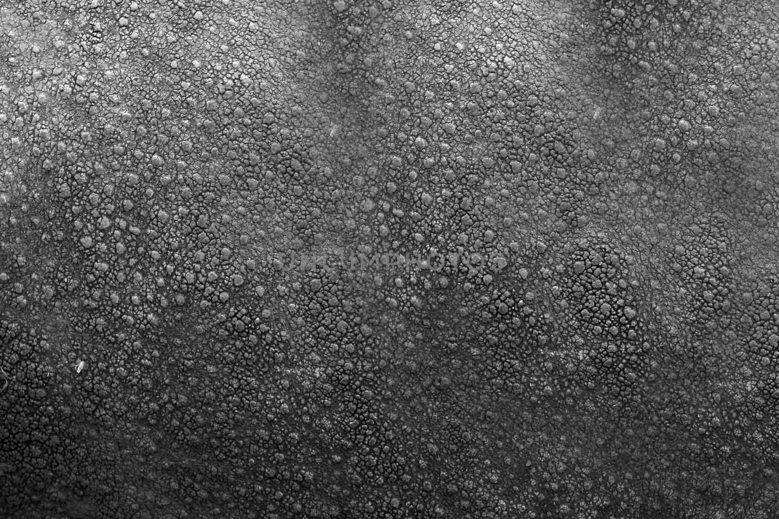 Artificial leather black with pimples on the surface of the color.Texture or background.