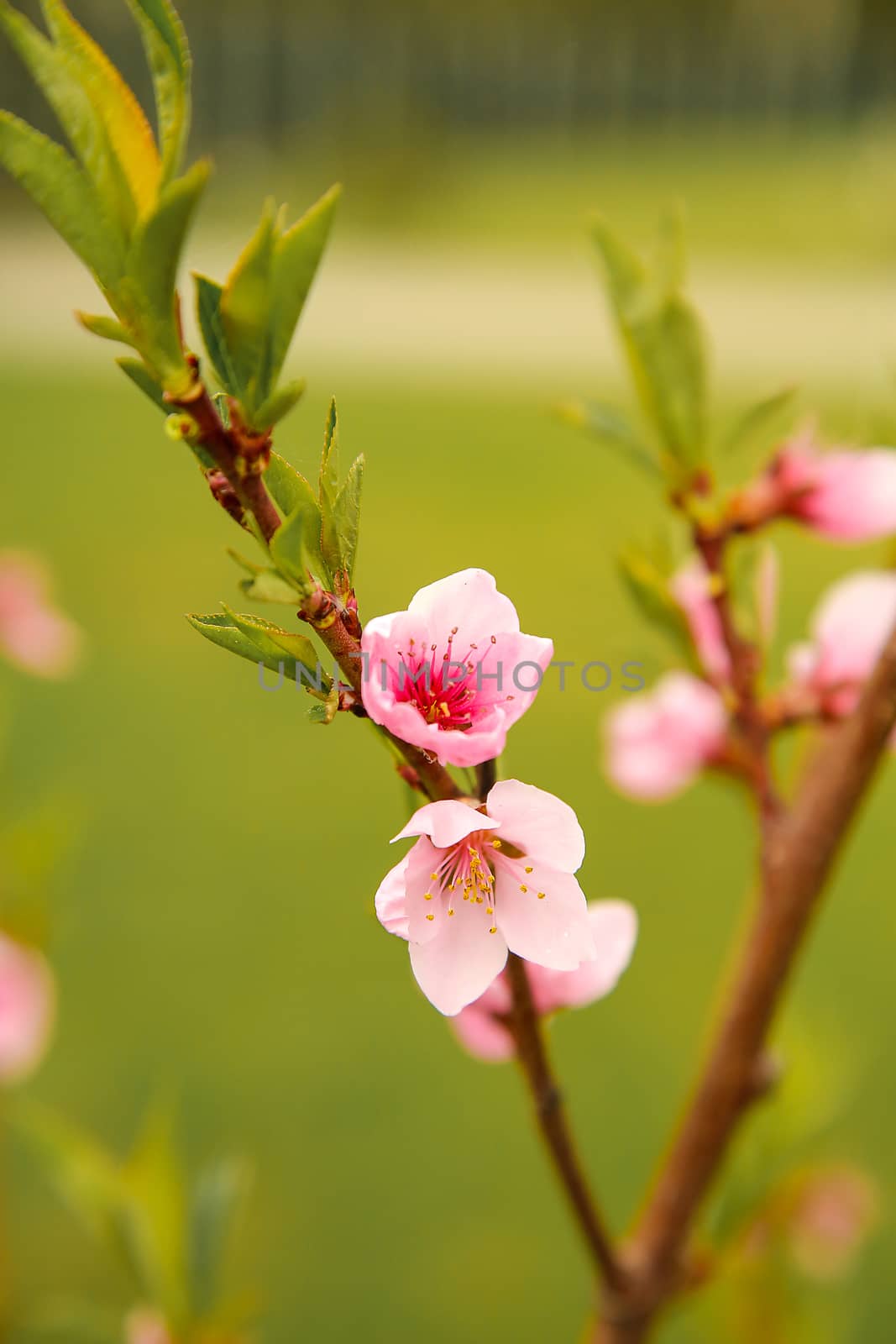 Spring the month of April the peach blossom .Texture or background.