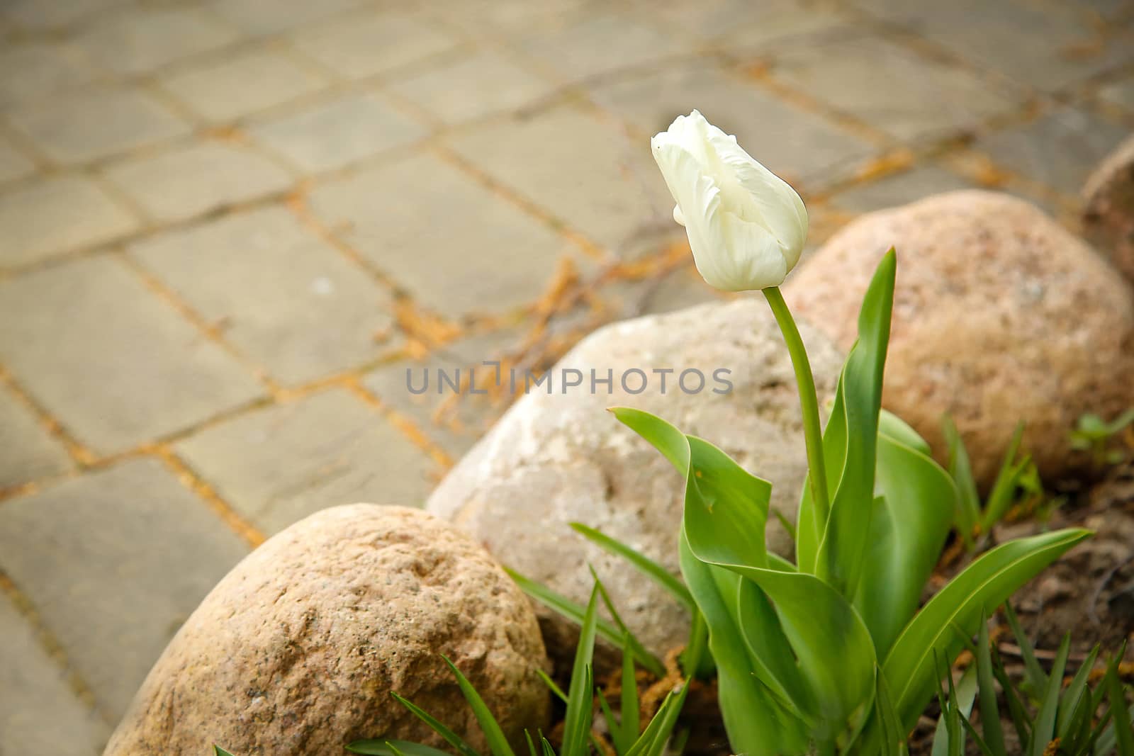 In the garden, a white Tulip blossomed near the stones.Texture or background.