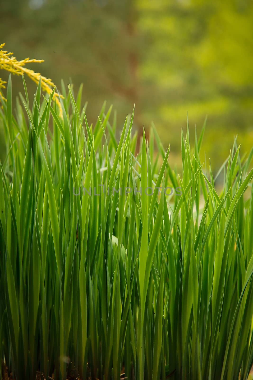 In the garden in the spring on the bed grew green tall grass by Mastak80