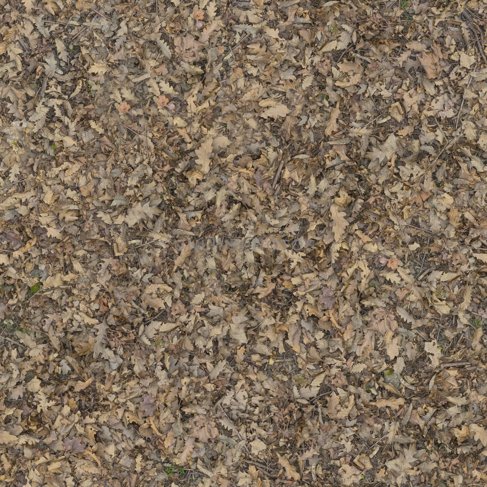 The ground is covered with a lot of dry foliage.Texture or background.