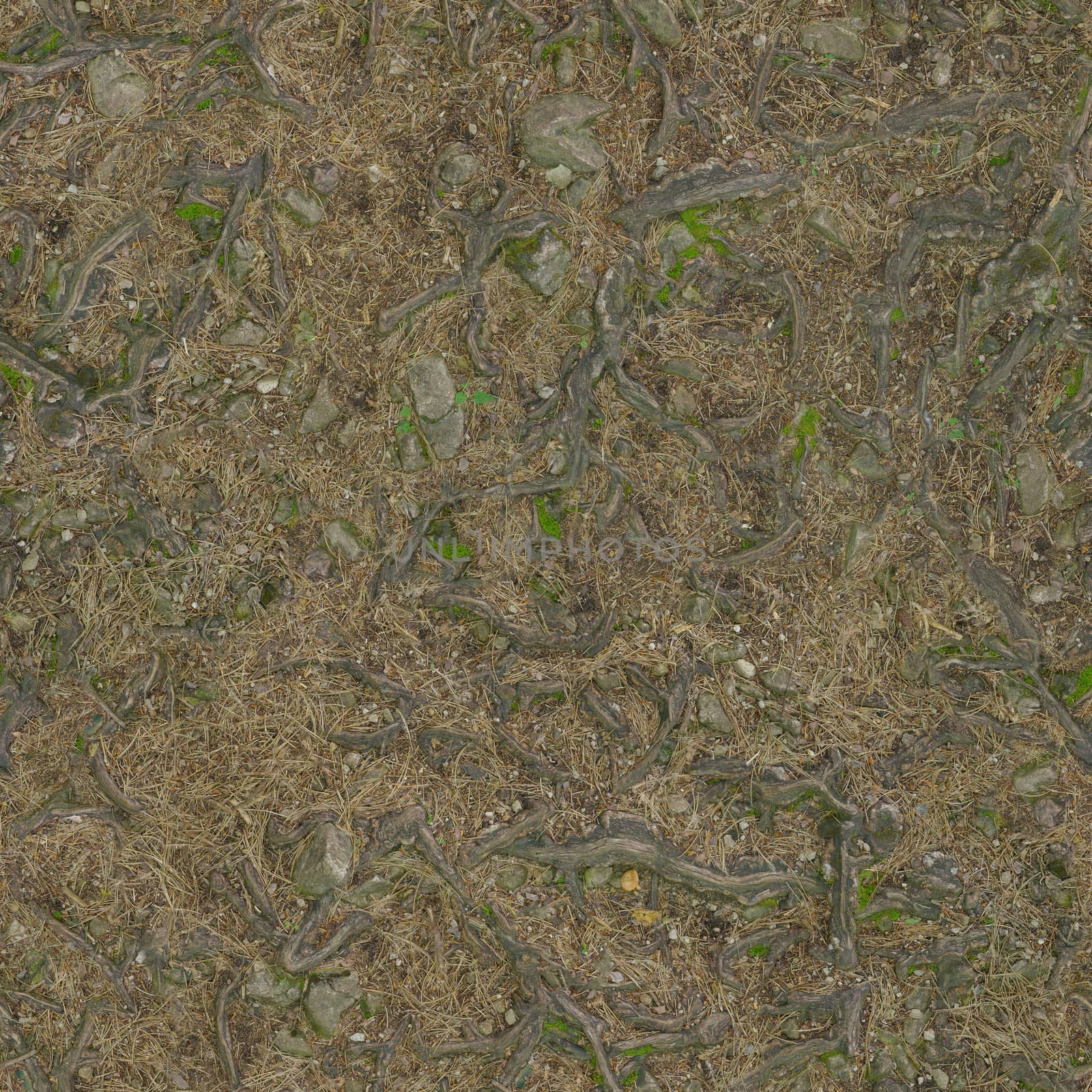 Forest soil with a mini-texture underfoot, consisting of small protruding roots and green moss