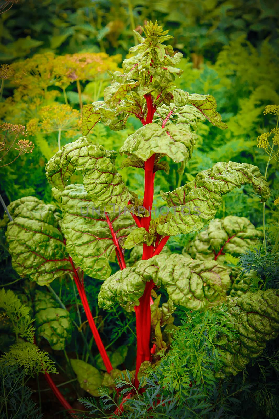 Grew enormous green leaf red beet.Texture or background