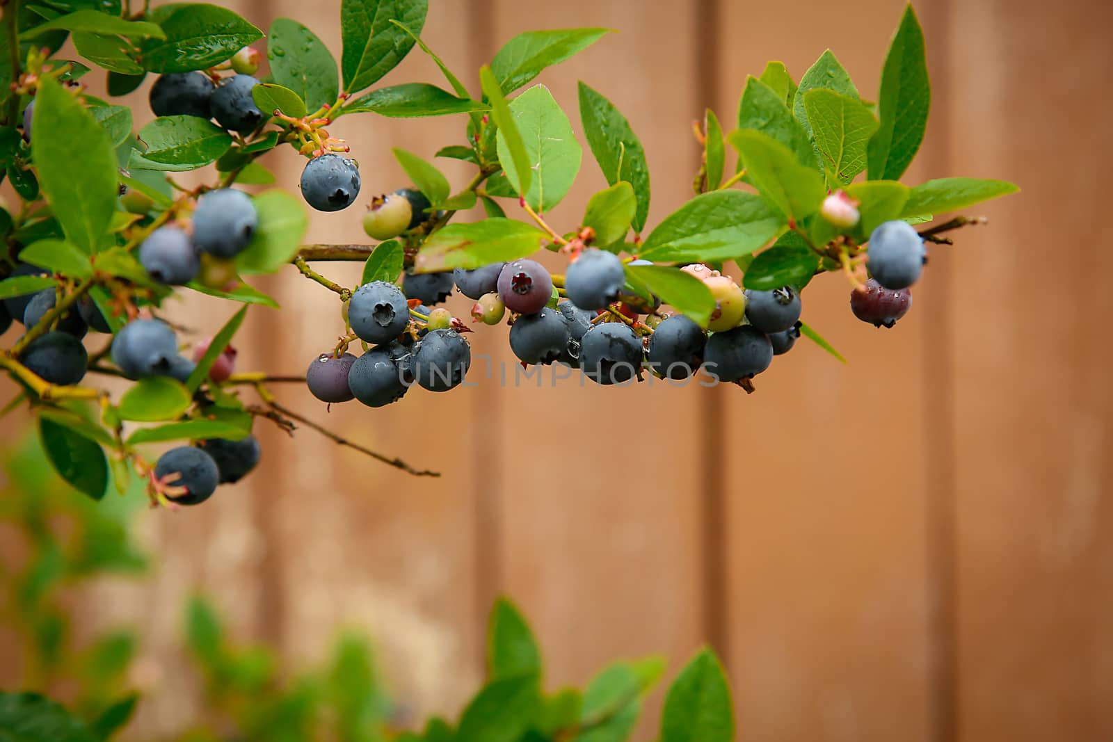 Blueberry weighs on a branch of a Bush close-up .Texture or background
