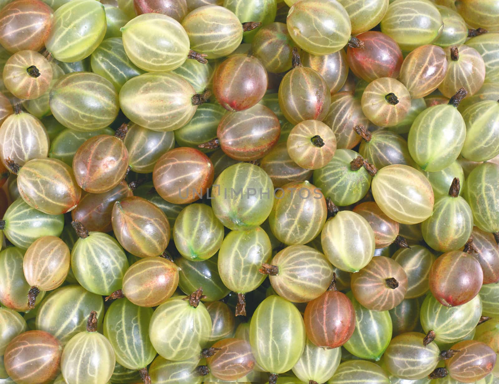 Green gooseberry with red tint close up .Texture or background