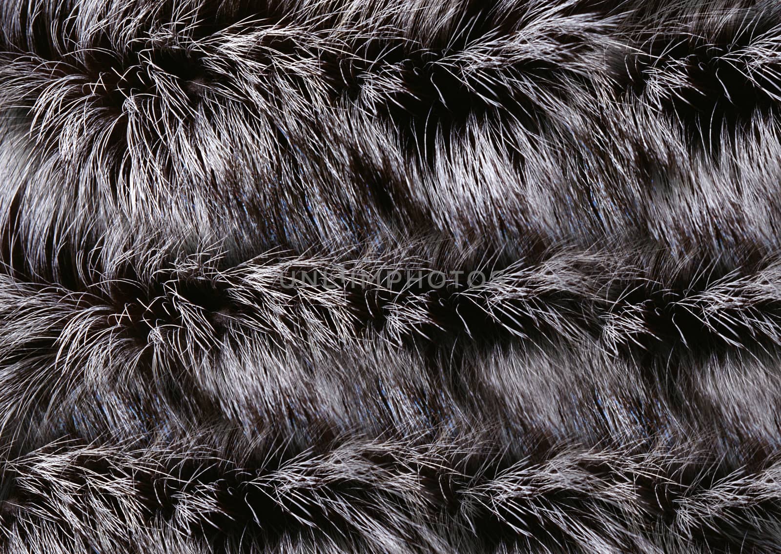 Long-haired fur of a wild animal is painted in gray-black color.Texture or background
