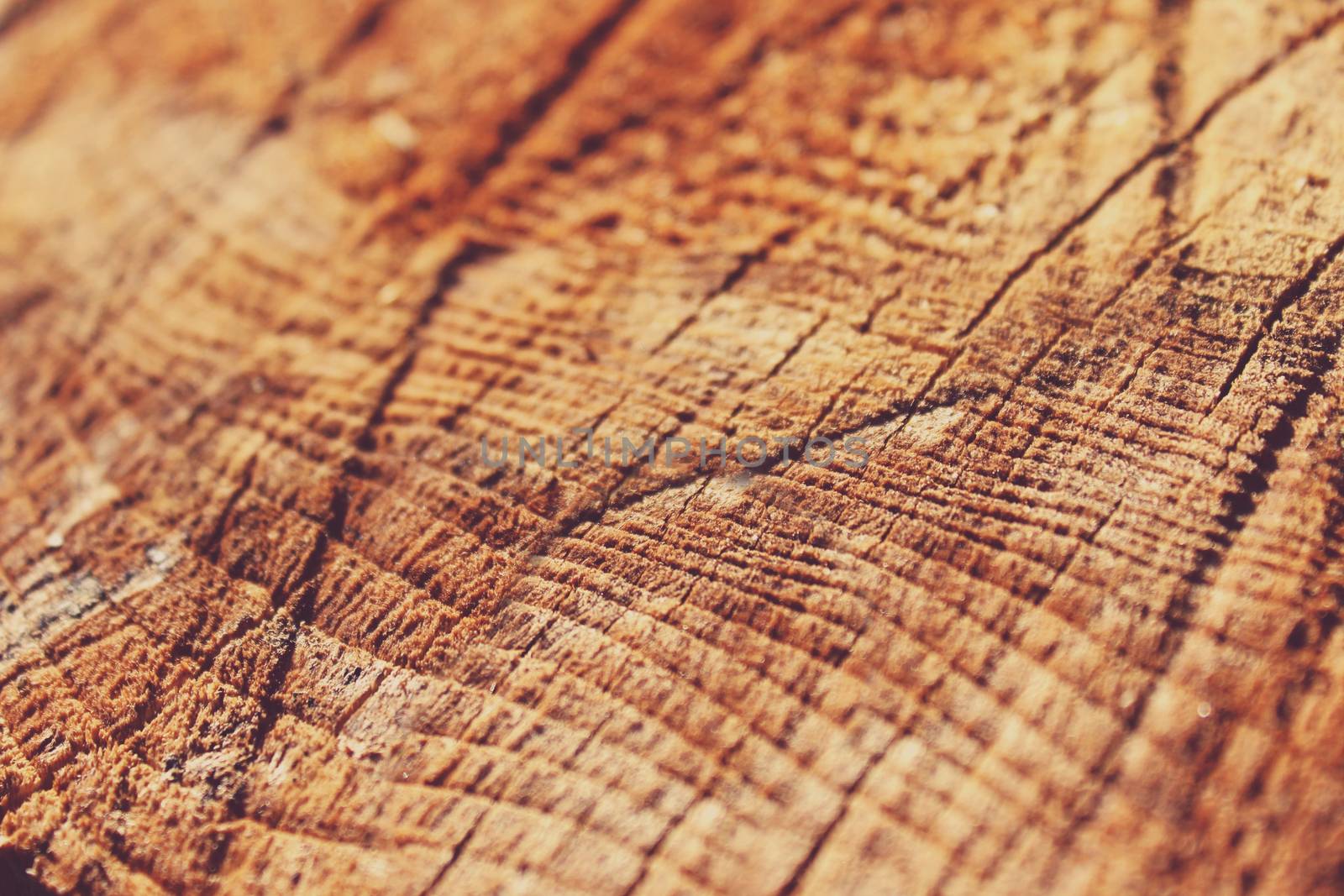Ring the life of the tree close-up background or texture