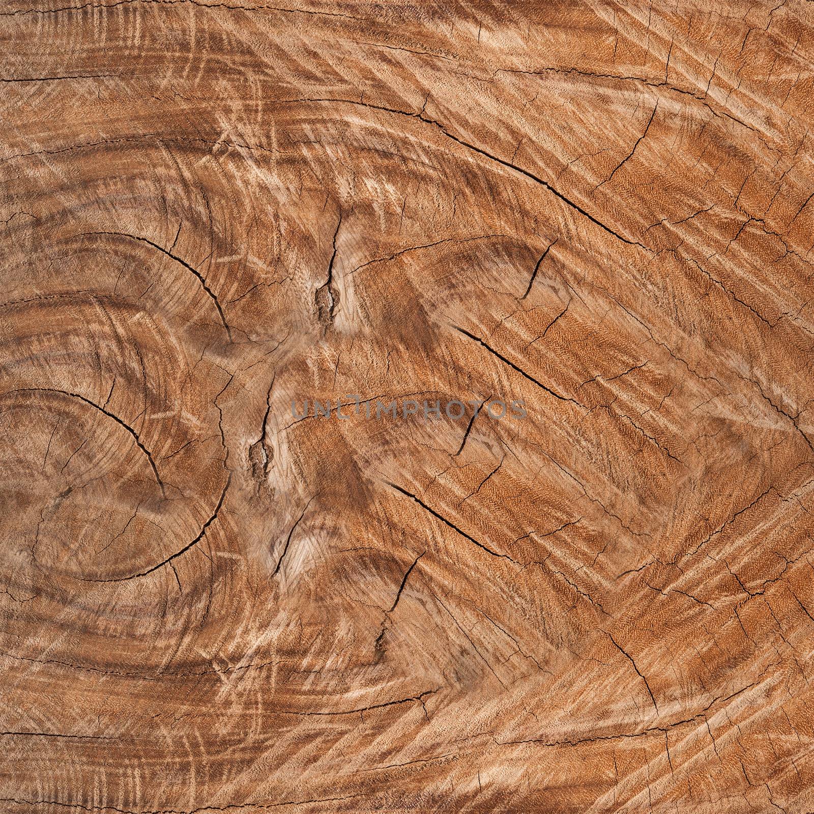 Wood cutout stem rings close-up background or texture