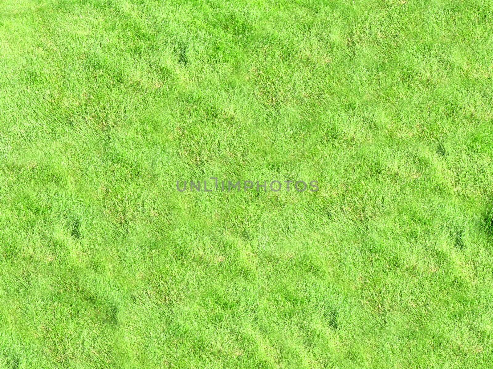 Natural rich green grass on the lawn