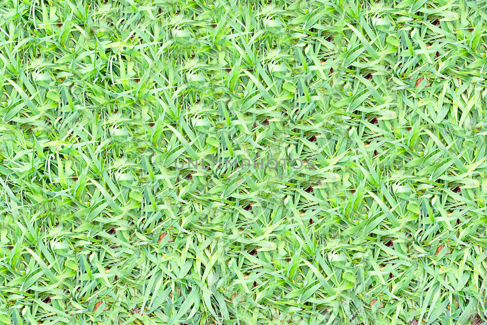A thick variety of green grass for outdoor activities