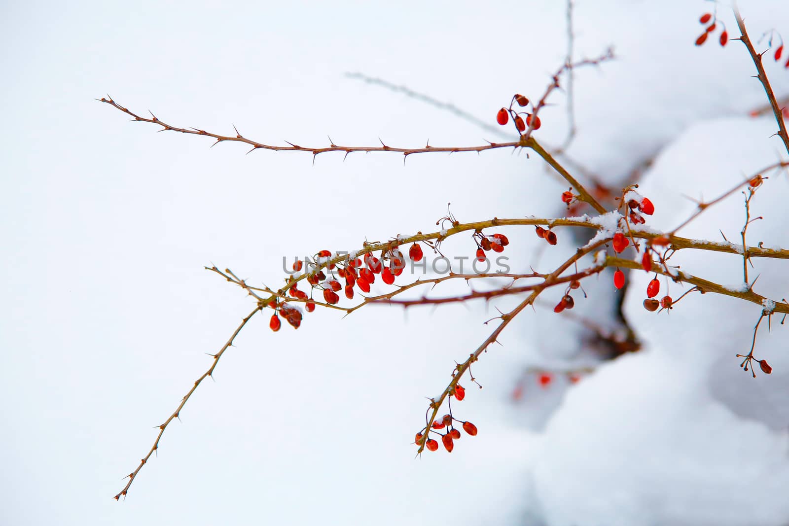 In the winter garden a branch of barberry with red berries on a white background