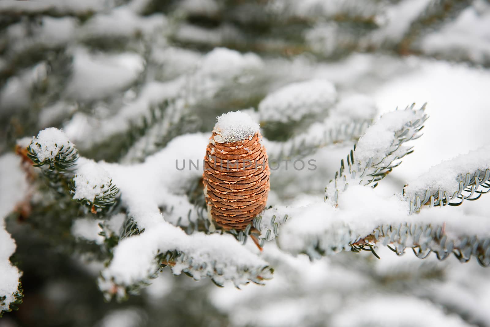 Caucasian fir in winter with a beautiful cone