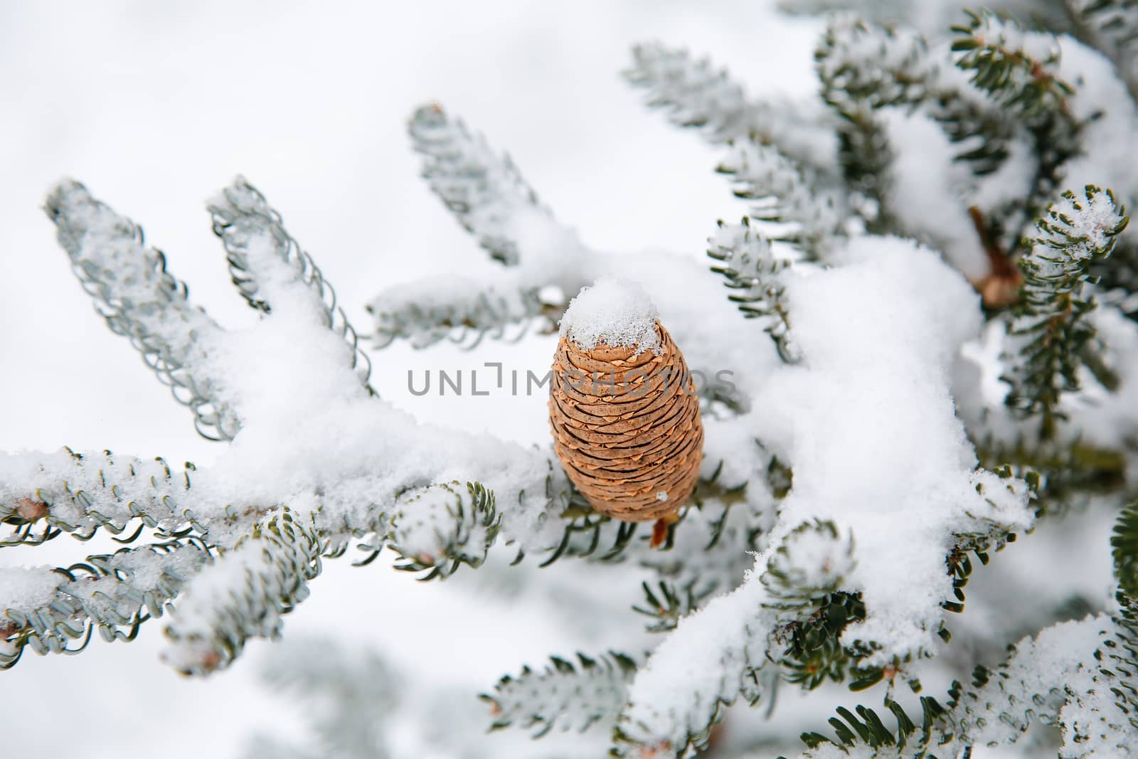 Caucasian fir in winter with a beautiful cone