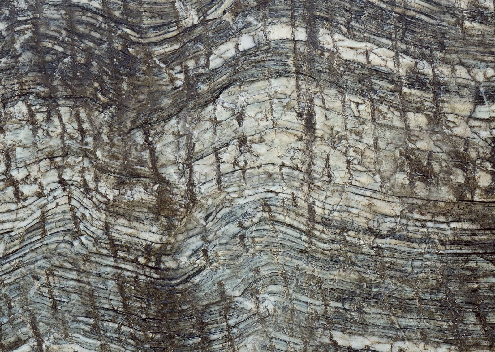 Natural section of the tree trunk of gray color